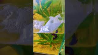 Great video of ornamental fish betta