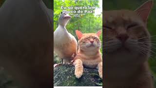 SERÁ QUE É PEDIR DEMAIS? #funny #cats #catvideos #memes #engraçado #shorts