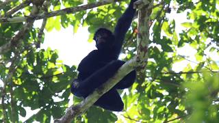 Primate Conservation Research Programme, Peru