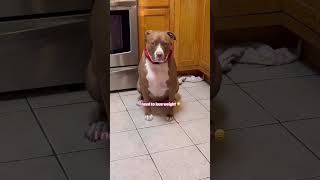 Pitbull Patiently Waits For Her Food🤷‍♂️🐶#cutedog #pitbull #dogtraining #shorts