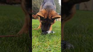 Tug of war builds trust, confidence, and strengthens your bond with your puppy! #PuppyPlaytime