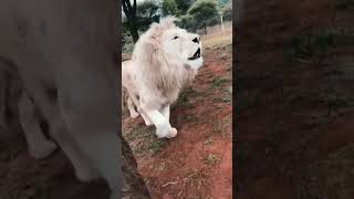 The Lion 🦁 king 👑 || Mufasa Roars Loud || #shorts #short #viral 📈📉 @wildrivals