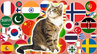 How to say "CAT" in 75 different countries || 75 Different languages