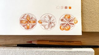 Tutorial - Botanical Journal - Drawing 3 close-ups of spindle fruits