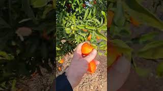 recolectando mandarina ecológica valenciana. Un manjar del Mediterráneo