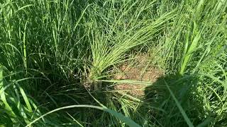 How to Create Useful Deer Bedding from Switchgrass in 12 Months