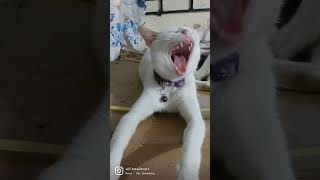 Just Killua, yawning 😻 #cats #catshorts #shorts #shortvideo #cute #petlover