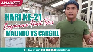 Hari Ke-21- Bagaimana Hasil Telur Malindo vs Cargill?