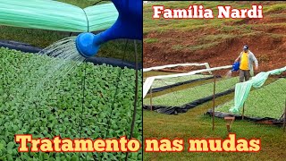 Fazendo tratamento nas mudas de fumo. Limpando fumo.(2)