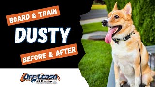 Alaskan Husky, 4 y/o, "Dusty" | Best Alaskan Husky Obedience Training Spokane