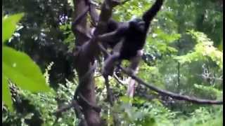 CINCINNATI ZOO MUELLERS GIBBON