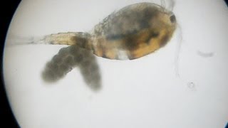 Female copepods carry clusters of eggs