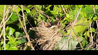 Red Winged Blackbird nesting.