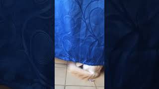 No me vuelvas a grabar 😾#viral #viralvideos #viralvideo #gatos #gato #gata #gatosfofos