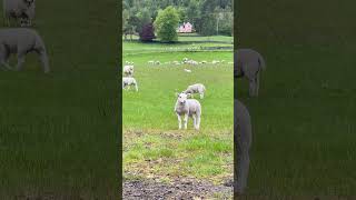 Про Шотландию🏴󠁧󠁢󠁳󠁣󠁴󠁿Шотландская  овца. Scottish sheep .