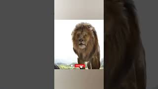 The loin king short part 15 #youtubeshorts #lion #funnyshorts