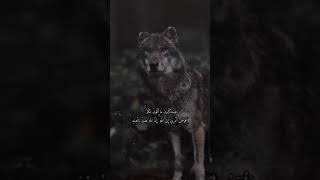 انشر اية ولك الاجر 🖤 الشيخ مشاري راشد العفاسي