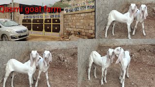 Sojat haydirabadi caros goats. Ful quality goats ful pink/gulabi goats safed aankh me male breedar