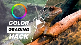 Video Color Grading Tips - One Click Video Color Grading - Tech Art