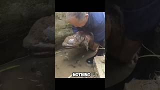 Watch Full linked👆🏿#shorts #animals #wildlife