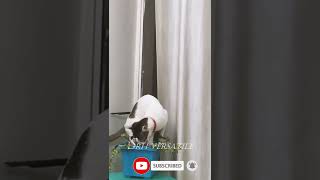 🐱 Funny cat video shorts 2022 | cute cats | Try not to laugh | Baby Cats #shorts Compilation 69  🐈