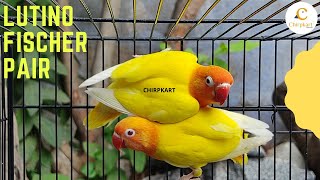 Lutino Fischer Pair ll African Love birds ll Fischer Birds ll Pet Birds ll Chirpkart ll @Coimbatore