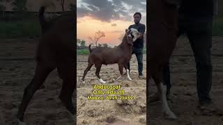 MASALLHA TOP QUALITY YELLOW GUJRI #bakraeid#viralvideo#2024#ajmerbakramandi#viral#eidmubarak