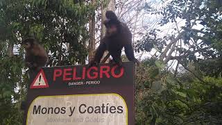 Monkeys at Iguassu Falls