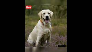 labrador retrievers💞dog status DOG'S-planet💕 #Short video