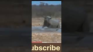 Crazy Rhino! Lions Engrossed In Mating Suddenly Rhino Appeared, Making Everything DMGChannel9