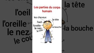 Les parties du corps humain