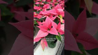 GREENHOUSE GROWERS DON'T LOVE POINSETTIAS 💔🌿  #frankieflowers #poinsettia #christmasdecor