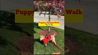 Puppy’s Spring Walk🌷🐾🐶🐾🌷#dog#shorts#viral#dogsofyoutube#shortvideo#cute#puppy#doglover#summer