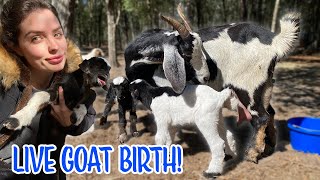 MY GOAT GIVING BIRTH *LIVE* NEWBORN BABY GOATS!