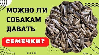 🐕📝🐾 Можно ли собакам давать семечки подсолнуха?