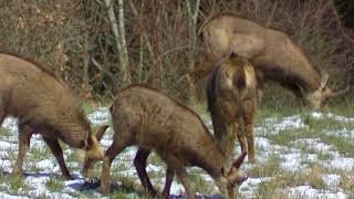 Chamois dans la neige 31 03 2018