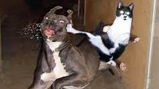 Top Funny Animal Moments 2020 [Funny Pets]