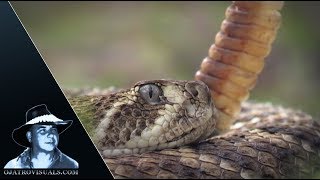 Angry Western Diamondback Rattlesnake 02