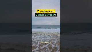 O Majestoso Oceano Selvagem #vidaselvagem