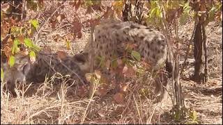 #krugernationalpark#hyenaresting#viral#southafrica