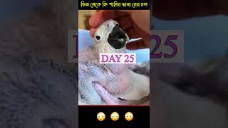 Moral Story Bangla | 😲লোকটি এই পাখিটার 🦜সাথে কেন এমন করছে #moralstory #respect #helpothers #shorts