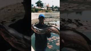 Big size fish Catchup And Release Video #fishing #fishingvideo #viralvideo #shortsvideo  🙆‍♂️😮