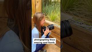 Jamie - Eagle Eyed Girl photographing some amazing Sand Lizards at Hertfordshire Zoo’s