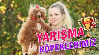 Şampiyon Poodle’lar 🐩 Semerline Kennel