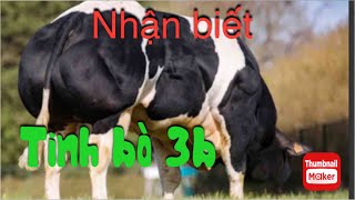 Nuôi bò| Cách nhận biết tinh bò 3b và hình ảnh con giống