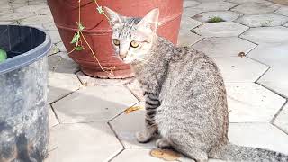 Smart cat in the pagoda very lovely