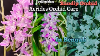 Aerides Orchid Care With Different Potting Ideas in Bengali@SandipOrchid #orchidcare#vandaorchid