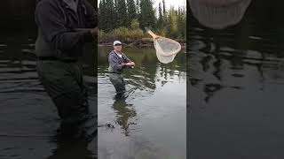 When the net man throws you the net. #shorts #arcticgrayling #albertafishing