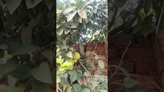 grape fruit plant with fruit short# youtube short# gardening with nazish nayyar