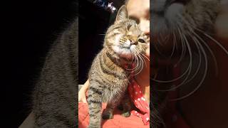 🌻7 сентября, +27 Загораем с мистером Клевым 🐱 #shortsvideo #cat #сентябрь